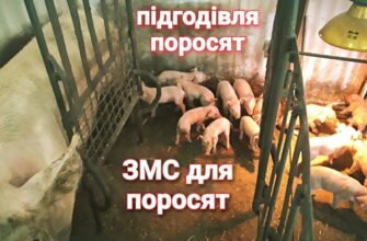 Причини білого виділення у свиноматки після опоросу: що знати?