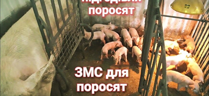 Причини білого виділення у свиноматки після опоросу: що знати?