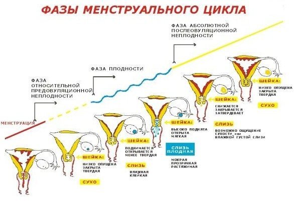 Причини коричневих виділень на початку місячних: основні фактори Причини коричневих виділень на початку місячних: основні фактори