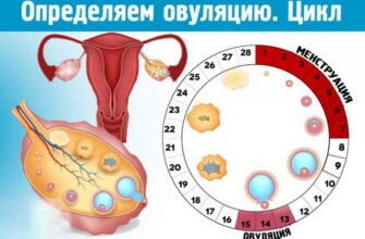 “Які виділення спостерігаються у жінок перед початком овуляції”